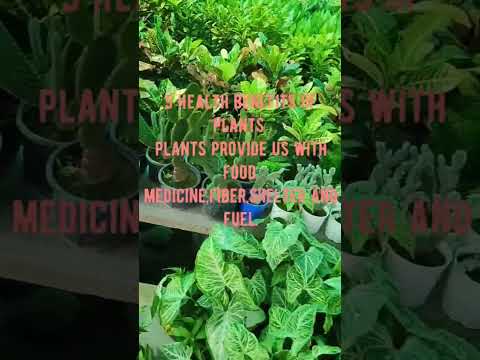 5 Health benefits of plants #shorts #airpurifier #beautiful #youtubeshorts #plants