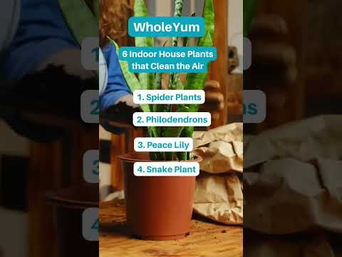 6 Indoor House Plants that Clean the Air