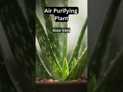 Aloe Vera – Indoor Air Purifying Plant #aloevera #aloe #airpurifyingplant #airpurifier #health