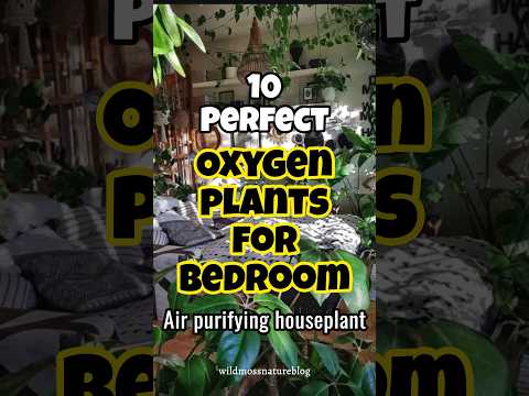 Best oxygen houseplant for bedroom / Air purifying plants #indoorplants #trendingshorts #plants