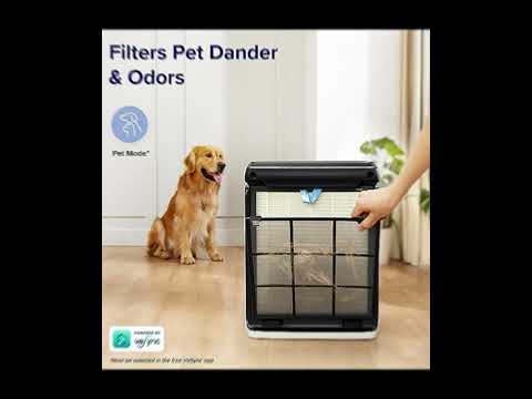Desire Clean Air? Check Out the #1 Air Purifier for Allergies and Pet Lovers