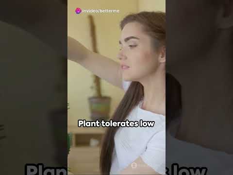 Green Living The Health Benefits of House Plants #houseplants #airpurifier #moodbooster #greenliving