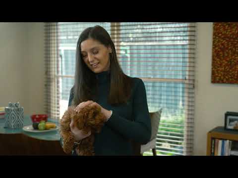 OxyPure – How to reduce pet Allergies in your home.