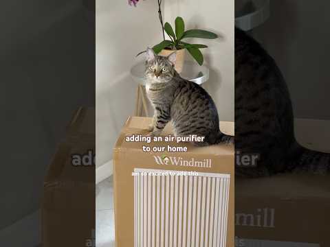 so excited about the Windmill air purifier (Chiki is excited too 🐱) 🏡 #ad #wellnesstools #cleanair