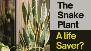 The Power of Snake Plant: Natural Air Purifier