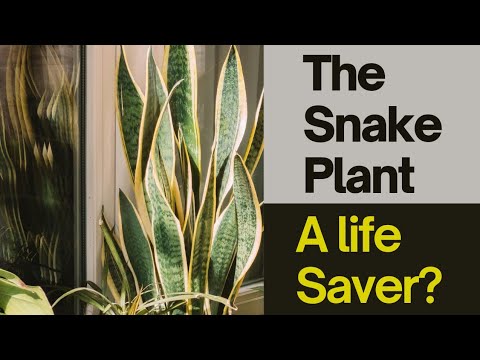 The Power of Snake Plant: Natural Air Purifier