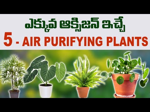 Top Air Purifier Plants for Fresh Air | Health Benefits of Indoor Plants | Dr.Manthena's Health Tips