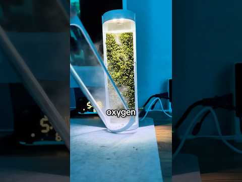 World’s Most Natural Air Purifier?!