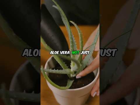 5 House Plants That Boost Your Health🌿 #wellness
