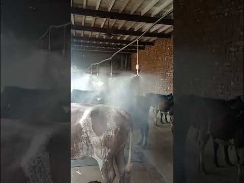 Air Conditioner गाय और भैंस के लिए | Fogger System #shorts