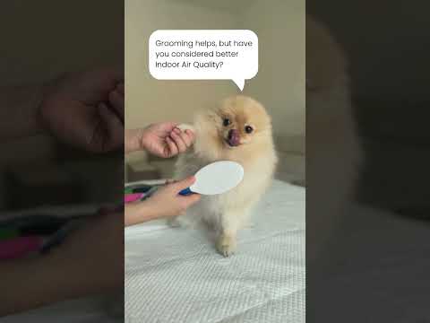 Because Your Pets Deserve Pure Air Too 🌿🐕🐈 | MeVaChi #indoorairquality #pets #shortvideo