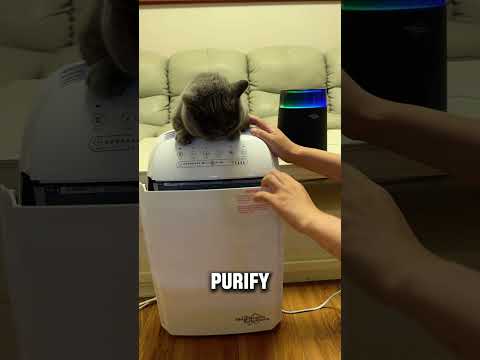 Pet-friendly air purifier test #air #home #cleanair #health #fok