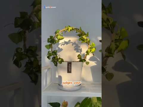 Top 10 Healthiest Indoor Plants 🌿 (That Purify Air & Boost Wellness!) #Shorts