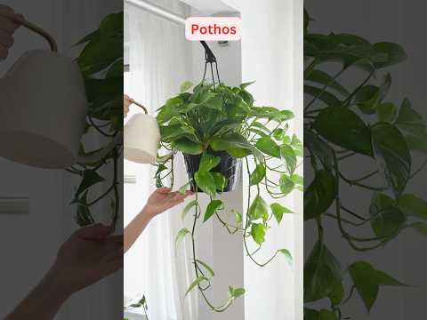Top 10 Indoor Plants that Act as Natural Air Purifiers